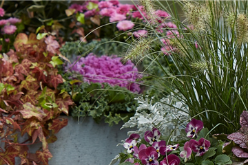 BLÜTEN FÜR DEN HERBSTBALKON!