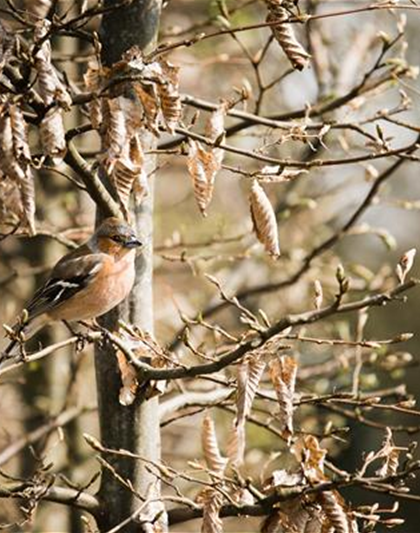 TIPPS ZUR WINTERVOGELFüTTERUNG!