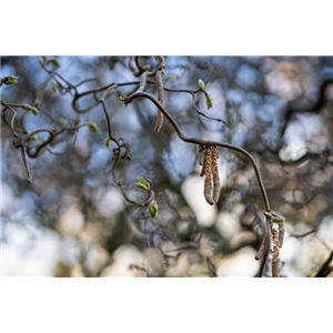 Korkenzieherhasel (Corylus avellana Cantorta)