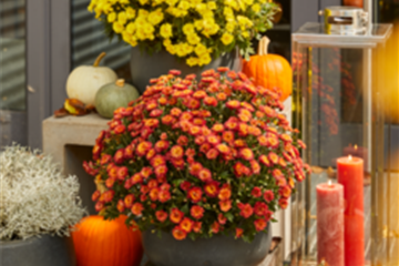 CHRYSANTHEMEN IN FARBEN UND FORMEN