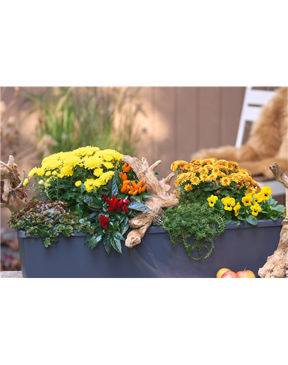 BLüTEN FüR DEN HERBSTBALKON!