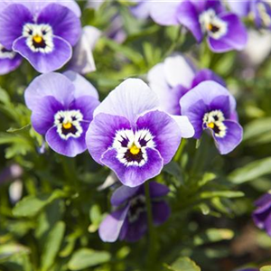 WINTER MIT FRüHLINGSBLUMEN VERTREIBEN