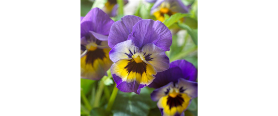 WINTER MIT FRüHLINGSBLUMEN VERTREIBEN