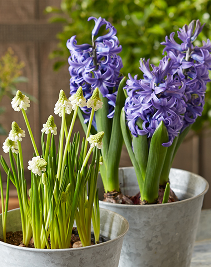 HALLO FRüHLING!