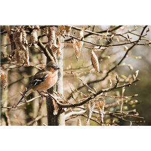 TIPPS ZUR WINTERVOGELFüTTERUNG!