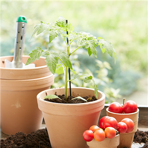 ROTES GEMüSE IST BESONDERS GESUND!