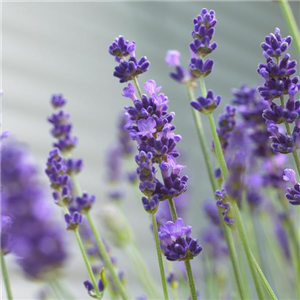 LAVENDEL!