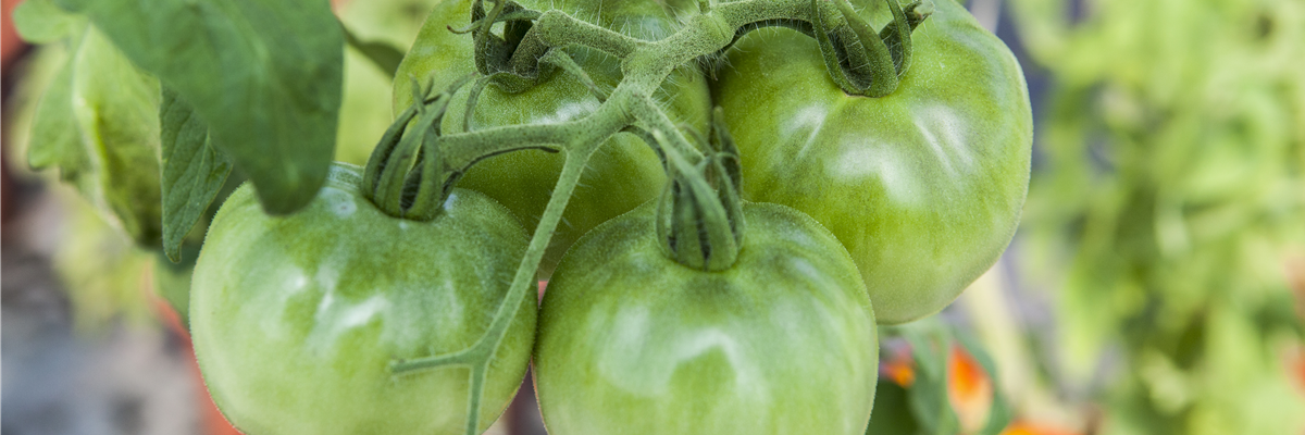 Solanum lycopersicum 'Montfavet'