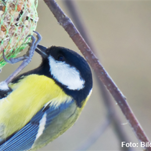 Ganzjahresfütterung von Wildvögeln