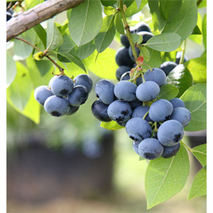 OBSTGARTEN FÜR KINDER