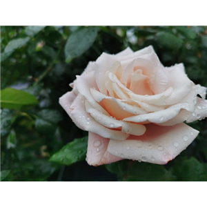 DER OKTOBER - PFLANZZEIT FÜR ROSEN