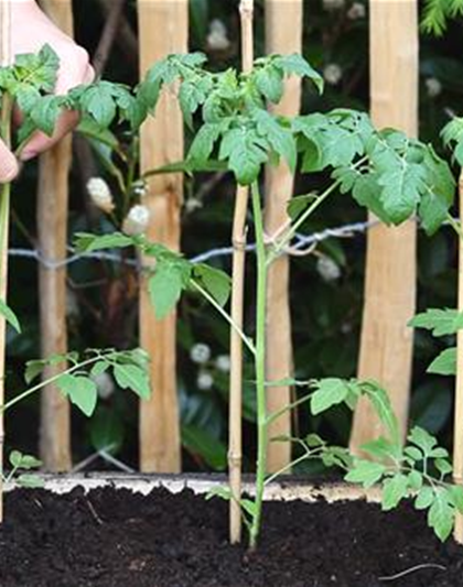 Cherrytomaten - Einpflanzen im Hochbeet