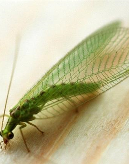 BIOLOGISCHER PFLANZENSCHUTZ IM GARTEN