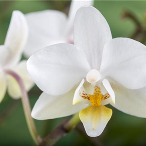 DAS GROSSE ORCHIDEEN EINMALEINS!