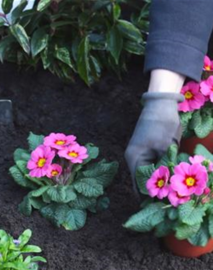 PRIMELN - EINPFLANZEN IM GARTEN