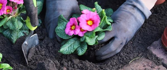 PRIMELN - EINPFLANZEN IM GARTEN