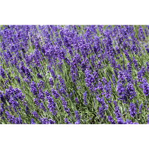 DIE VIELSEITIGE ANWENDUNG VON LAVENDEL!