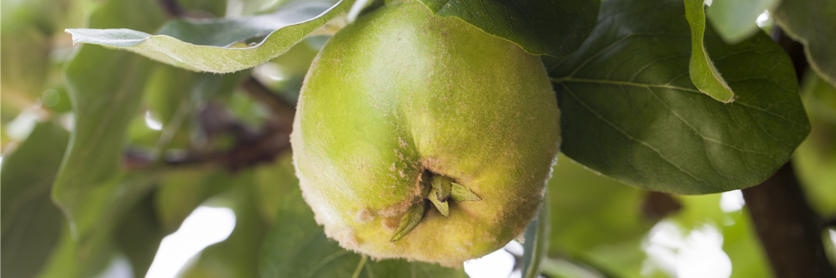 Cydonia oblonga 'Konstantinopeler Apfelquitte'