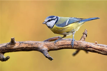 Vogelhäuser & Vogelfutter Sortiment