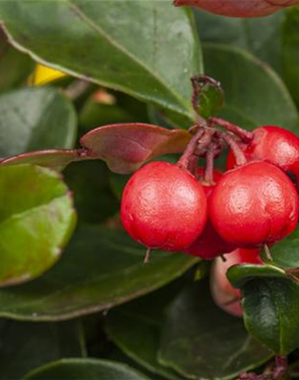 DAS GRAB IM HERBST!